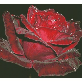 Електронна схема для вишивання бісером Творча студія Nuance Оксамитова троянда С-015НВ