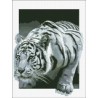 АМС-136. Алмазная мозаика Белый тигр 3D 30х40см фото