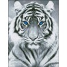 АМС-143. Белый тигр. Алмазная мозаика 30х40см фото