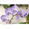 Набір для вишивки бісером Барвиста Вишиванка Стильна фіолетова орхідея 86х58 ТК100ан8658k