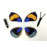 Callicora sapphire. Бабочка Набор для вышивания крестом ArtInspirate BUT-069