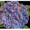 Набір для вишивання хрестиком Hydrangea Aida Thea Gouverneur