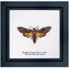 Набор для вышивки крестом Death's-head Hawk moth Linen Thea Gouverneur 563