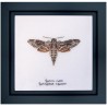 Набор для вышивки крестом Sphinx moth Linen Thea Gouverneur 564