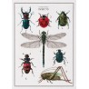 Набор для вышивки крестом The History of Insects Linen Thea Gouverneur 566