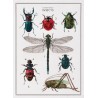 Набір для вишивання хрестиком The History of Insects Linen Thea