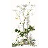 Набор для вышивки крестом Heracleum Sibericum Linen Thea Gouverneur 967