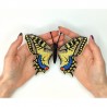 Papilio machaon. Бабочка Набор для вышивания крестом ArtInspirate BUT-02