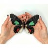 Parides sesostris zestos. Бабочка Набор для вышивания крестом ArtInspirate BUT-06