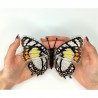 Charaxes nobilis. Бабочка Набор для вышивания крестом ArtInspirate BUT-30