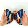 Ancyluris formosissima. Бабочка Набор для вышивания крестом ArtInspirate BUT-78
