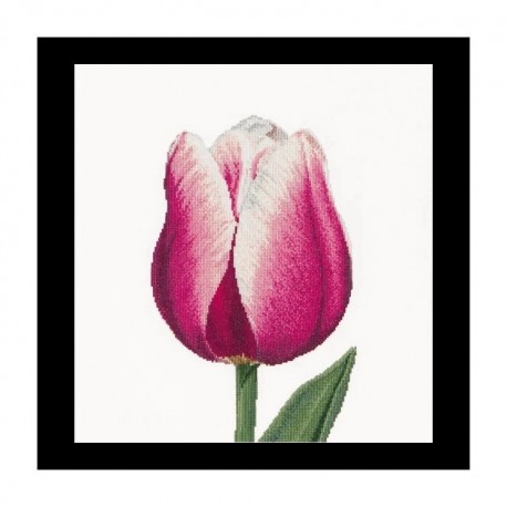 Red/White Triumph tulip Aida Набір для вишивання хрестиком Thea Gouverneur gouverneur_517A