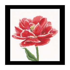 Red/White edged Early double tulip Aida Набір для вишивання хрестиком Thea Gouverneur gouverneur_520A