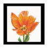 Orange Triumph tulip Aida Набір для вишивання хрестиком Thea Gouverneur gouverneur_523A