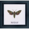 Spurge Hawk moth Linen Набор для вышивки крестом Thea Gouverneur gouverneur_565