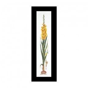 Gladioli Yellow Aida Набор для вышивки крестом Thea Gouverneur gouverneur_3072A