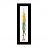 Gladioli Yellow Aida Набор для вышивки крестом Thea Gouverneur gouverneur_3072A