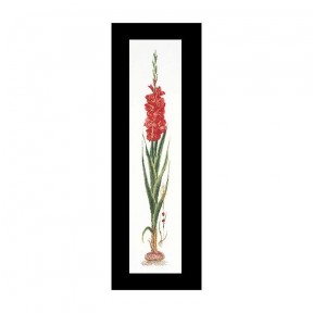 Gladioli Red Aida Набір для вишивання хрестиком Thea Gouverneur gouverneur_3073A