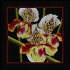 Набор для вышивки RTO M263 Орхидеи Пафилопелиум фото