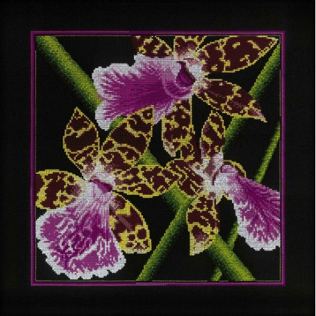 Набір для вишивки RTO M265 Орхідеї Зігопеталум фото