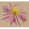 Солнечный цветок Набор для бисероплетения Чарівна Мить БП-136