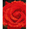 Роза в бриллиантах Набор для росписи по номерам Идейка KHO3207