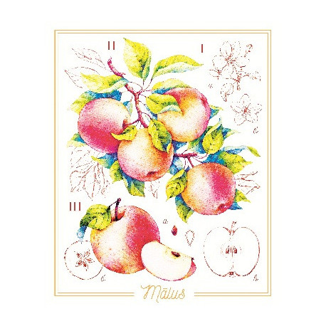 Яблука Принт для художньої вишивки Alisena AL1041а фото