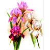 Світлі іриси Тканина для вишивання з нанесеним малюнком Orchidea O-023