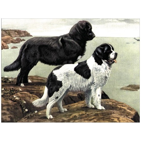 Собаки-рятувальники: сенбернар та ньюфаундленд Тканина для вишивання з нанесеним малюнком Orchidea O-028