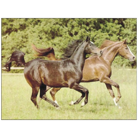 Стремительные лошади Ткань для вышивания с нанесённым рисунком Orchidea O-059