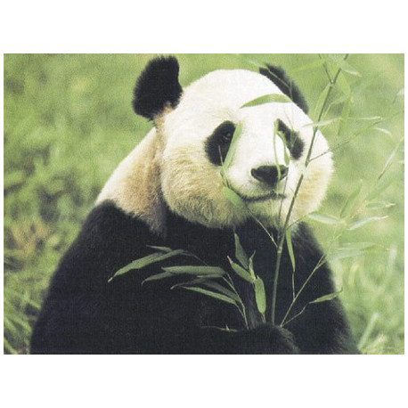 Панда ест бамбук Ткань для вышивания с нанесённым рисунком Orchidea O-060